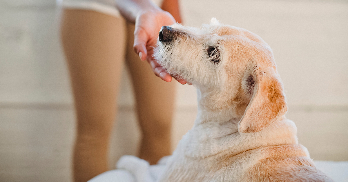 Como mejorar la calidad de vida de un perro con artrosis