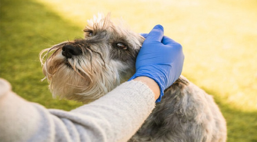 medicamento para dolor articular en perros